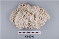 藏品(珊瑚化石)的圖片